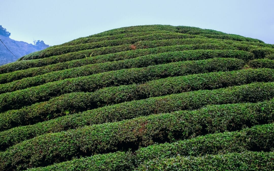 Moc Chau : Le véritable paradis du thé oolong Vietnamien