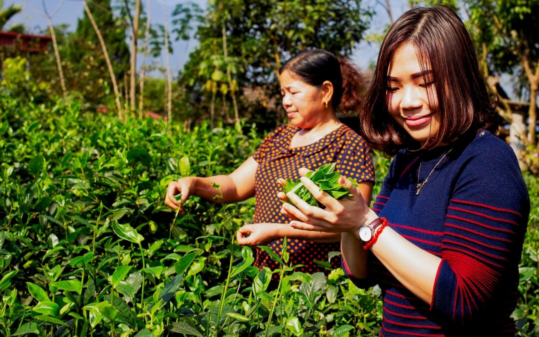 À la rencontre de Monsieur & Madame Thiep : producteurs de Thé Vert à Thai Nguyen !