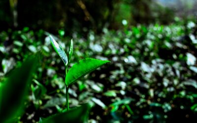 Le Thé Vert Vietnamien : le thé le plus populaire en 2022 !
