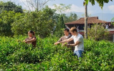 La fabrication du Thé Vert Tonique ĐẠI TỪ “CREVETTES” au Vietnam