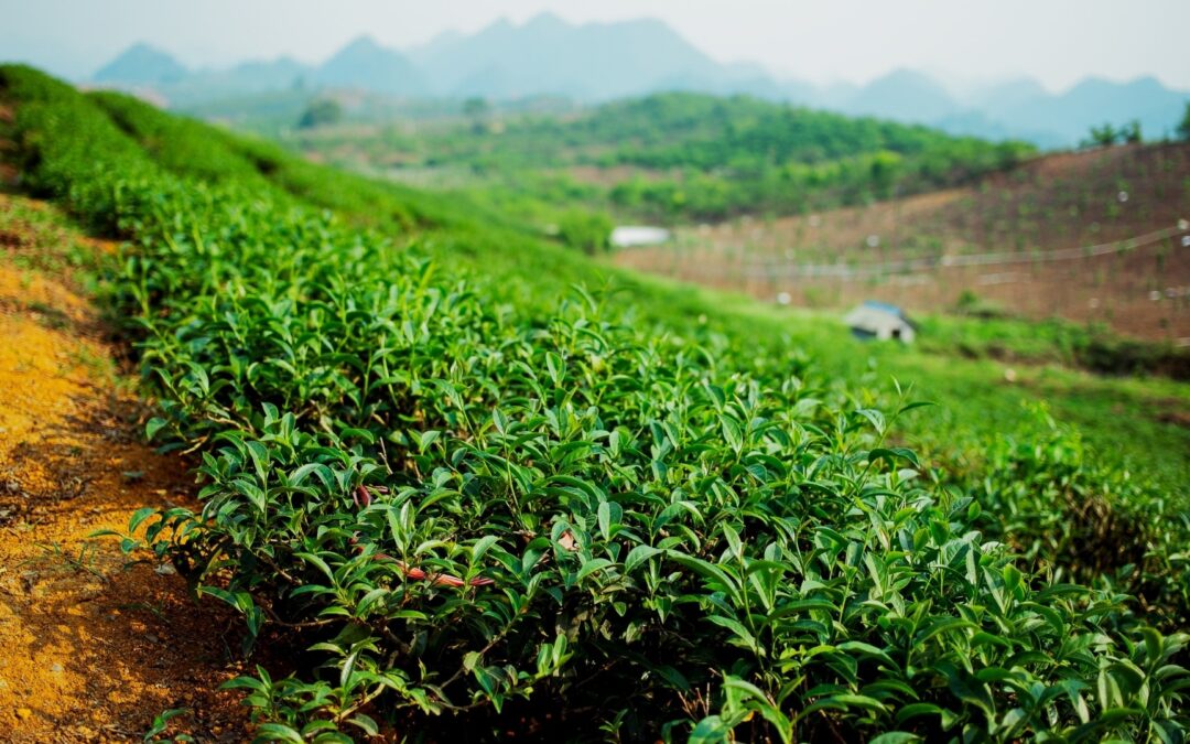 Vietnam round 2 : Un voyage mouvementé à la recherche de votre récolte de printemps !