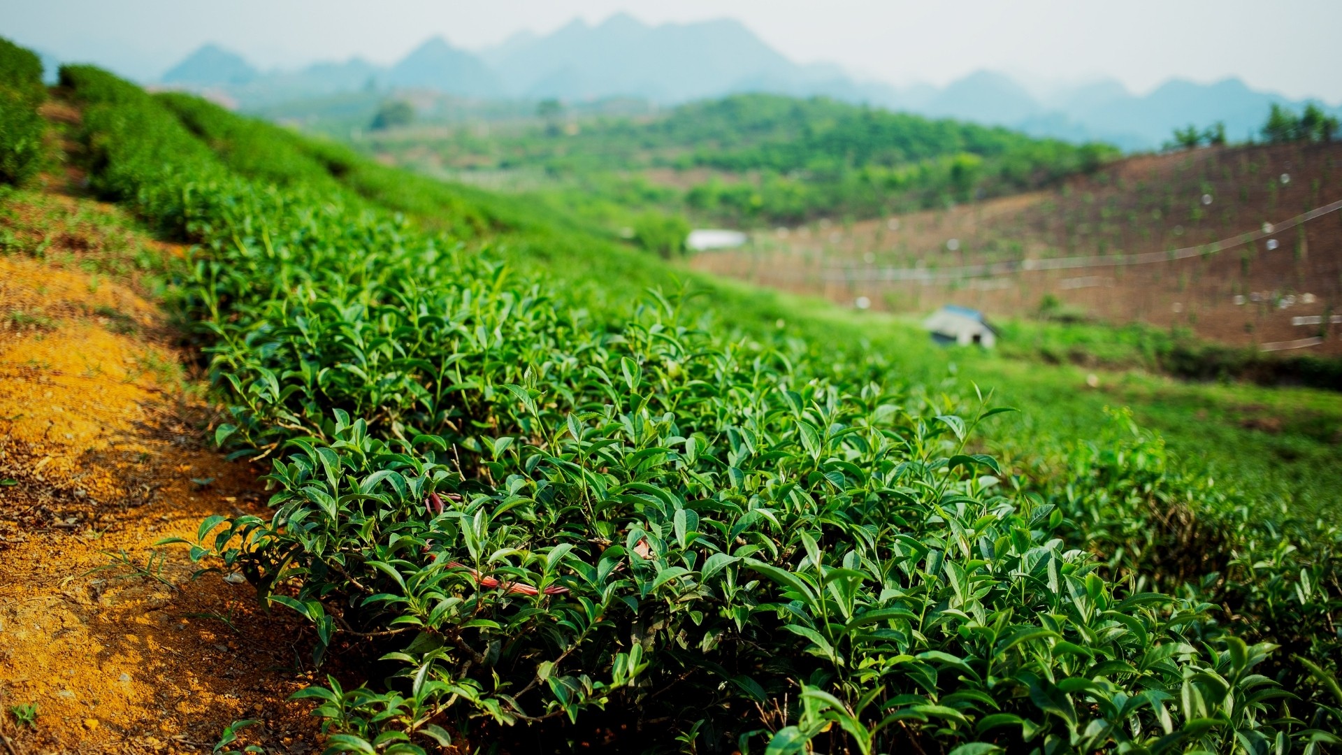 Thé du Vietnam, le véritable thé du Vietnam enfin chez vous