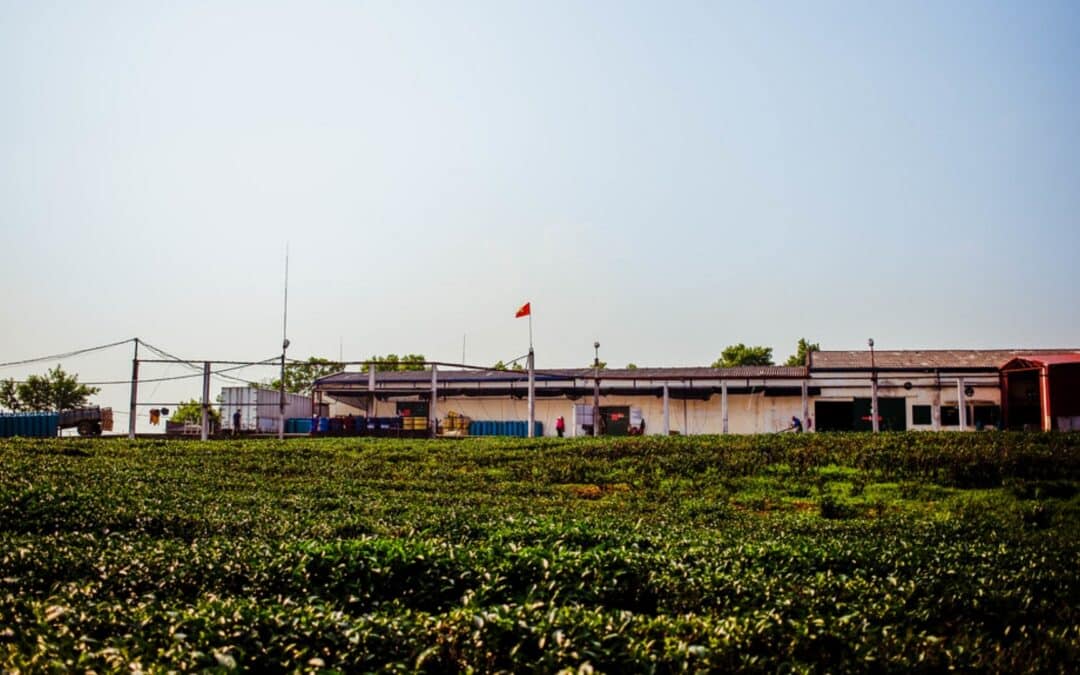 Notre visite de la fabrique de thé Oolong à Mộc Châu [Vidéo Partie 2]