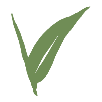 thes verts sauvages | Thé du Vietnam