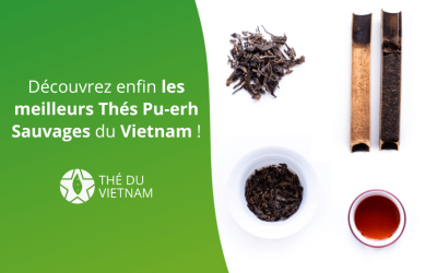 Découvrez enfin les meilleurs Thés Pu-erh Sauvages du Vietnam !