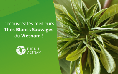 Découvrez les meilleurs Thés Blancs Sauvages du Vietnam