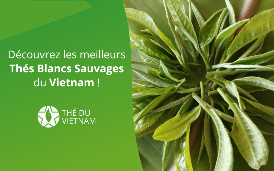 Thés Blancs Sauvages du Vietnam