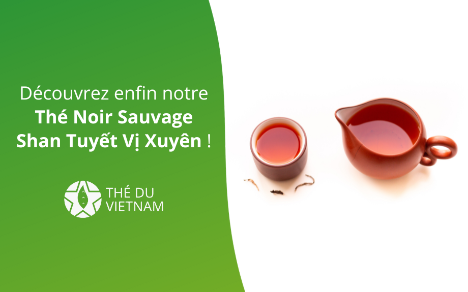 Découvrez notre nouveau thé noir sauvage : Le thé Noir Sauvage Shan Tuyết Vị Xuyên !
