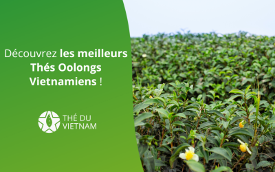 Découvrez les meilleurs Thés Oolongs Vietnamiens !