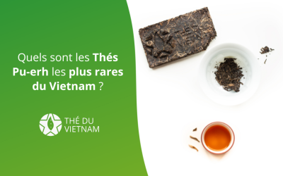 Quels sont les Thés Pu-erh les plus rares du Vietnam ?