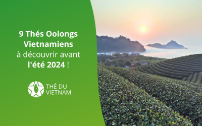 9 Thés Oolongs Vietnamiens à découvrir avant l’été 2024