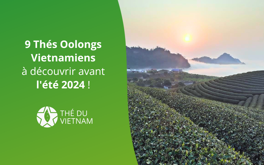 9 Thés Oolongs Vietnamiens à découvrir avant l'été 2024