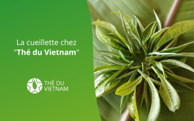 La cueillette chez « Thé du Vietnam »