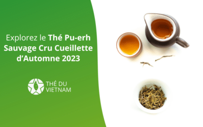 Explorez le Thé Pu-erh Sauvage Cru Cueillette d’Automne 2023